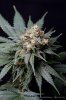 cannabis-spacedawg5-d51-4288.jpg