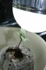 7 day old seedlings 3 7.5.12.jpg