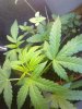 Mixed strain pot looks like one indica dominant seedling.jpg