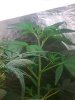 Plant is getting big and pot can be lowered ..jpg