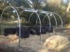 mini greenhouse.jpg