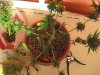 Herb Man Hustling After 11 Weeks Flowering, Cropping, Drying. 014.jpg