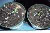 grow 13 two plants one seed 002.jpg