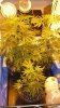 one and a half weeks into flowering ( ISS ) 004.jpg