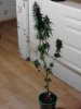 AK-49 stripped of her fans. getting ready 2 harvest 10-15..jpg
