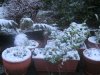 snow-on-potplants.jpg