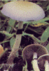 psilocybe cubensis in teh wild on a heap of manure.gif