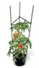 tomato-cage-and-plant-(web).jpg