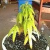 nitrogen-deficiency-marijuana-plant-300x300.jpg