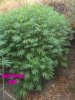 jack herer giant with text.jpg