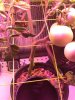 Siberian tomatoes 12-28-2015 (4).JPG