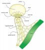 The Anatomy of a Trichome.jpg