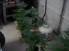 Bud Plants 005.jpg