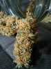 Icemud_tangie_Strain_Genetics_cannabis_seed (7).jpg