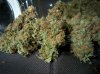 Icemud_tangie_strain_genetics_cannabis_seed (2).jpg