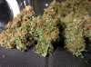 Icemud_tangie_strain_genetics_cannabis_seed (3).jpg