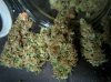 Icemud_tangie_strain_genetics_cannabis_seed (4).jpg