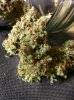 Icemud_tangie_strain_genetics_cannabis_seed (5).jpg