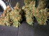 Icemud_tangie_strain_genetics_cannabis_seed (8).jpg