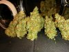 Icemud_tangie_strain_genetics_cannabis_seed (11).jpg