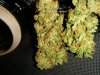 Icemud_tangie_strain_genetics_cannabis_seed (14).jpg