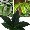 nitrogen-toxicity-marijuana-leaves.jpg
