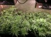 Medical_marijuana_budmaster_led_grow_light (1).jpg
