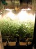 Medical_marijuana_budmaster_led_grow_light (3).jpg
