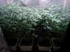 Medical_marijuana_budmaster_led_grow_light (4).jpg