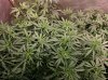 Medical_marijuana_budmaster_led_grow_light (7).jpg