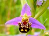 ophrys-orchid.jpg