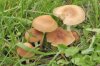 mushrooms-grass-27457842.jpg