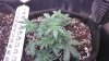 Day 40 from seed-3.jpg