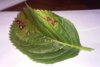 hydrangea leaf.jpg
