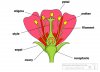 parts-of-a-flower-petals-stigma-sepal-anther.jpg