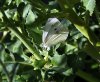 Cabbage Moth.JPG