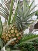 Pineapple#2July27.jpg