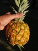 pineappleaug4.jpg