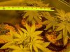 dikncider-albums-ak47-1st-indoor-grow-picture40618-theyre-about-8-wide-2.jpg