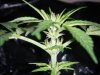 Day 54 - Day 12 of Flowering- S1 close up.JPG