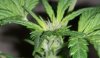 Day 55 - Day 13 of Flowering- close up.jpg