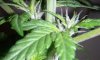 Day 55 - Day 13 of Flowering- close up 2.jpg