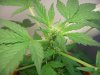 Day 56 - Day 14 of Flowering-c1 close up.JPG