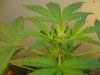 Day 56 - Day 14 of Flowering-s1 close up.JPG