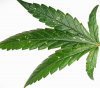 Keeping-the-thrips-away-from-you-marijuana-plants.jpg