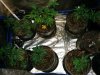 How_to_make_marijuana_seeds_Led_growlight_budmaster (6).jpg