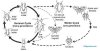 Aphid-Life-Cycle-Small.jpg