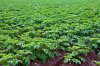 9535455-rows-of-green-potato-plant-in-field-Stock-Photo.jpg