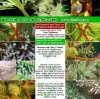 Trichome differents.jpg