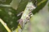 passionvine-hopper-adult-and-nymph-claire-i.jpg